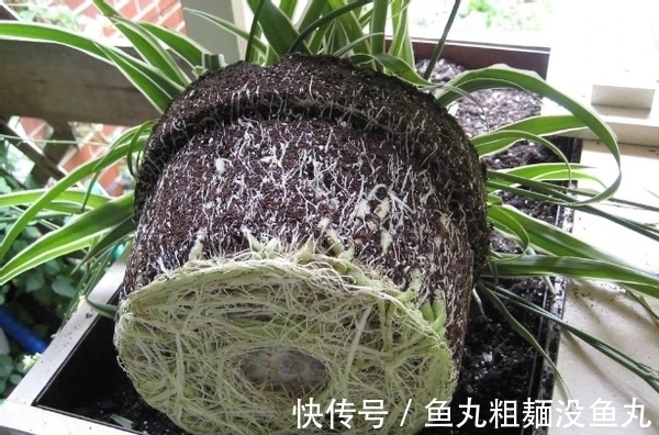 植物|养花为什么要换盆，什么时候换盆，怎么换盆才合适？