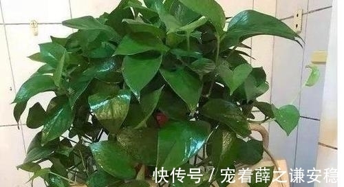 家里养盆绿植物,空气清新没异味,皮实好养长满盆,适合新手!