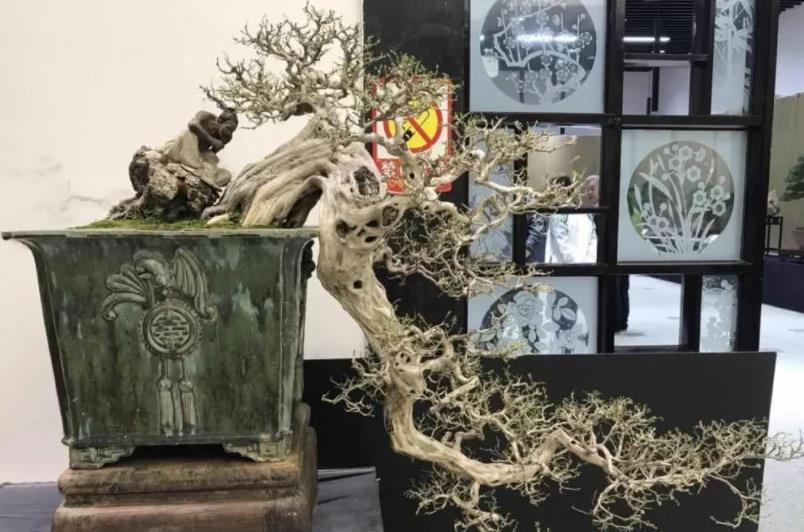 光照|此花是天然盆景，主干质朴大气，枝叶造型独特，自带扑鼻的香气