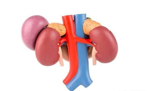 告诉|糖尿病肾病吃什么都怕肾衰,中医告诉你10条详细措施,建议收藏