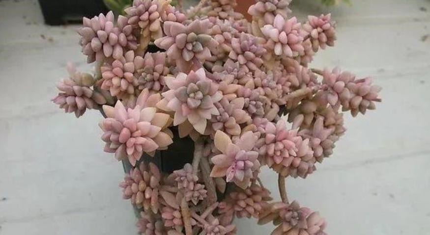 养了2年的多肉不见长?老花匠教你一招,掌握了轻松养出肉墩子