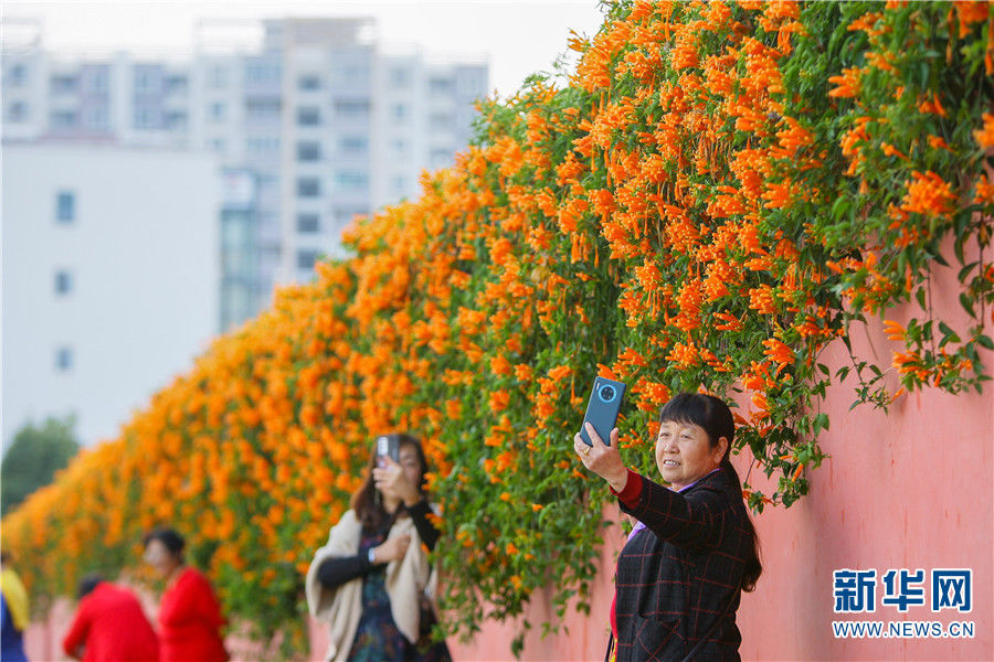 炮仗花|云南曲靖：炮仗花开映红墙