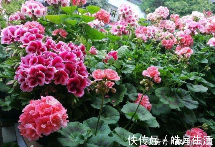 龙吐珠龙吐珠|阳台养这几朵花，花开不断，一盆千百朵，枝头花苞满