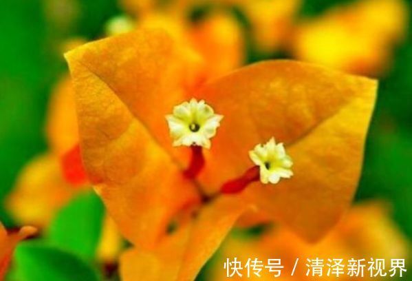 球兰|喜欢三角梅,首选此款“珍稀名品”柠檬黄三角梅,花开艳丽多姿!