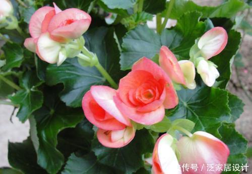 叶片怕水的6种花,浇水最好直接“灌”,不然黄叶、烂心又黑腐