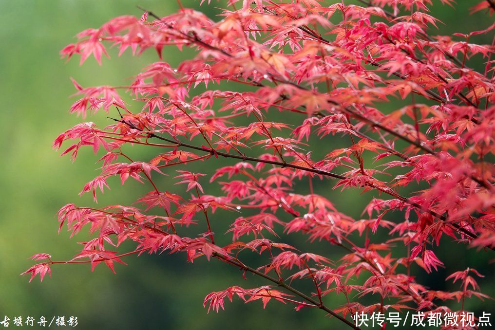 都江堰这片红枫林美炸了，趁着清明假期来打卡