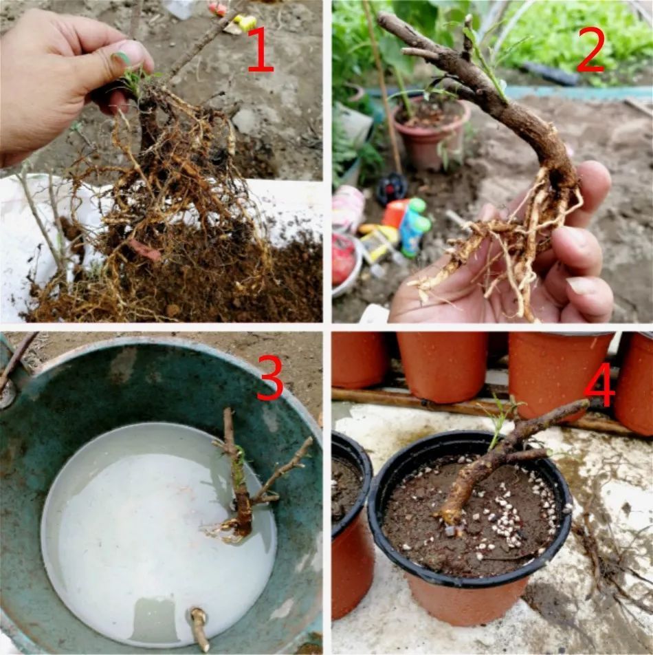 自制养花杀菌水,7天浇一勺,虫子全死光,再也不黄叶!