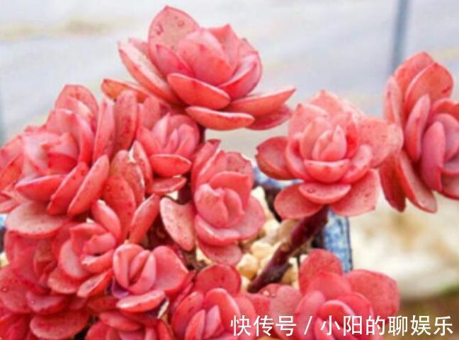 冬季就养这些见阳光就漂亮的多肉,叶色美的不要不要的