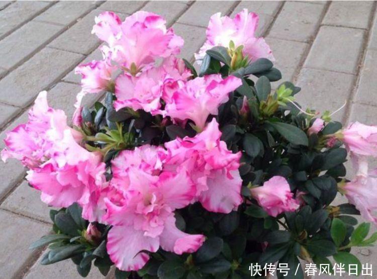 4种花现在养刚刚好,冬天开花很漂亮,招财又纳福,谁养谁喜欢