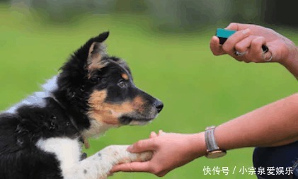 为什么狗有狼爪狼爪是狗的进化史的证据 快资讯 为什么狗有狼爪狼爪是狗的进化史的证据 快资讯