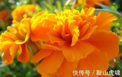 养花试试此几种,花大色艳花期长,繁花似锦,美轮美奂