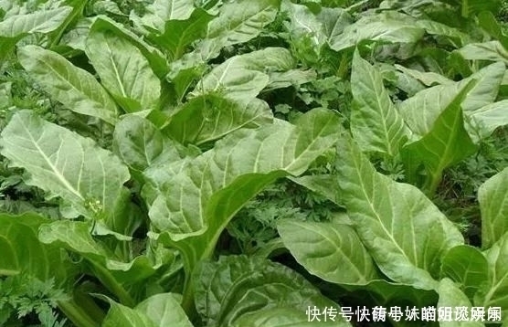 难吃|过去以难吃出名的野草,后来被用来喂猪,现在又成了天然蔬菜!