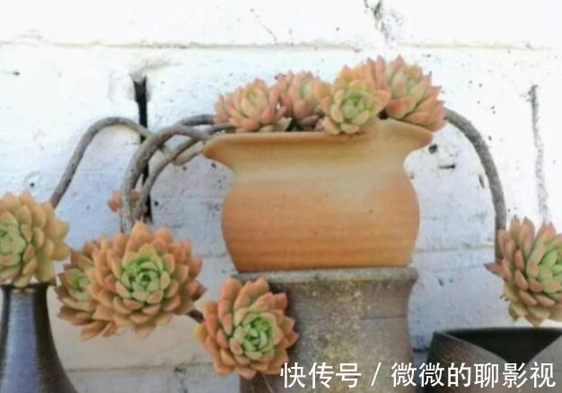 剪刀|多肉徒长了怎么撸叶子不留痕迹，又能变漂亮的老桩