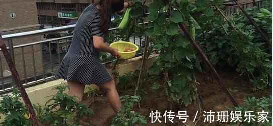 盆栽|老公阳台养盆栽,一家人看着乐开花,楼下邻居却天天找麻烦