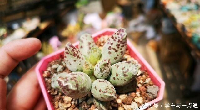 数以万计的多肉,知道这四大类,你就是多肉词典!