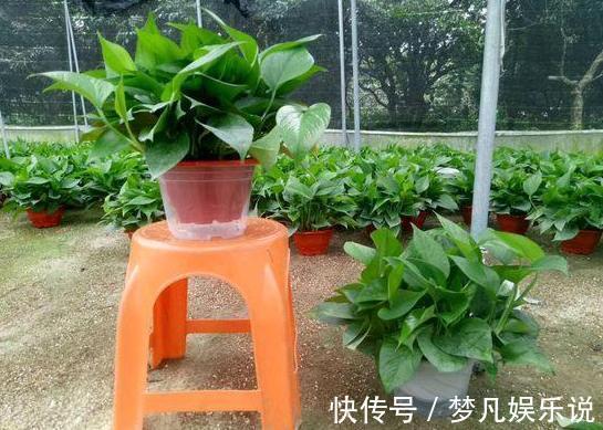 淘米水、啤酒、牛奶浇花，有什么忌讳？弄懂这些变成养花的宝贝