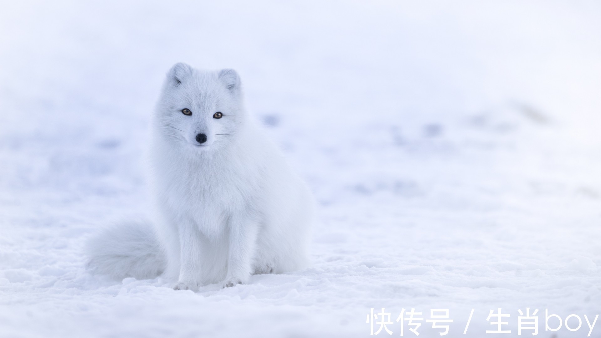 所有的人|越到中年才越明白，平凡是福气，平淡才是真的3个生肖