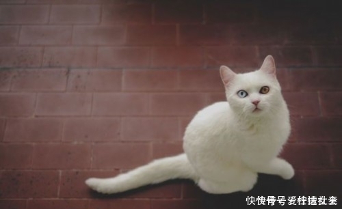 滤镜|猫咪天生自带美瞳,无需使用滤镜美颜,少女心要爆棚