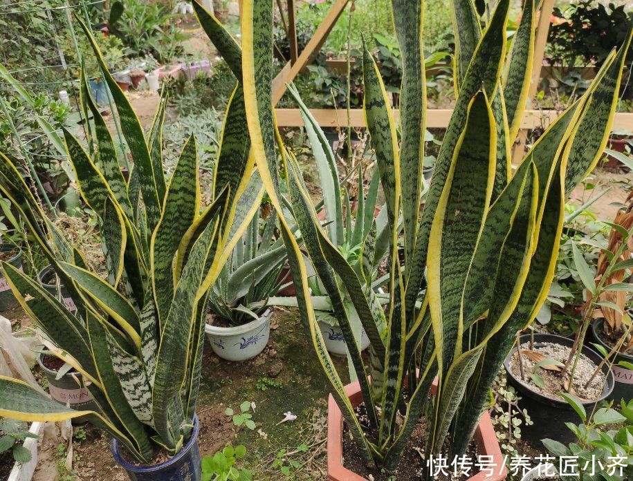 春季养虎皮兰的正确方法，让你的虎皮兰长满新芽，老叶肥厚硬挺