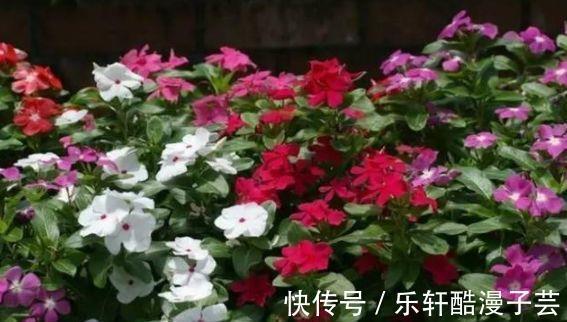 适应能力|种院子里不用管也能四季开花的植物，盆栽养室内也能天天开花