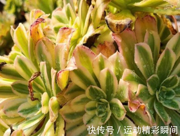 养多肉这些法师一定要养,便宜又好看,关键是新手也能养出状态