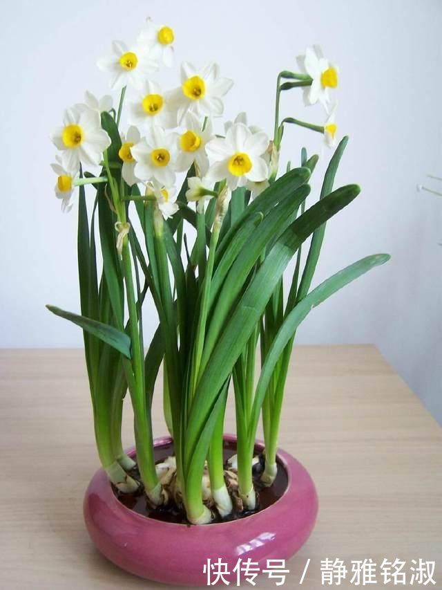 买4种花要想好,都是“1次性”花,开败了也就该扔了