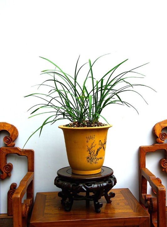 春天养兰花要学会“4变”，越变苗越多，还长得格外壮