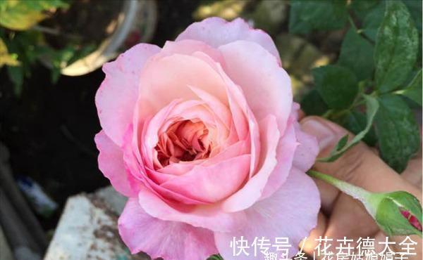 值得入手的6款月季花，花型标准花期长，漂亮又好养，阳台也能种