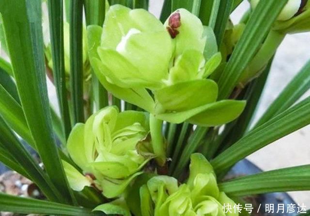 六种牡丹兰花,盆盆娇艳高贵,绚丽多姿,极漂亮,堪称兰中佳品