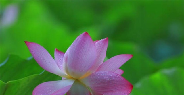 辛弃疾《卜算子荷花》占断人间六月凉,步步莲花是心苦