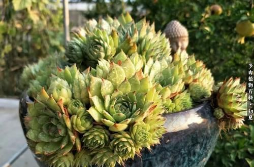 养了2年的观音莲不长个？直接砍了，冒出一圈小侧芽