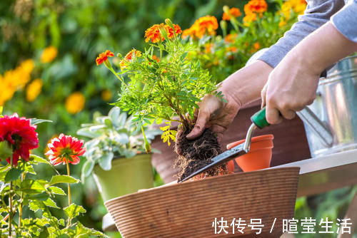 养花15年的经验告诉你,4种水不能用来浇花,科学养好花