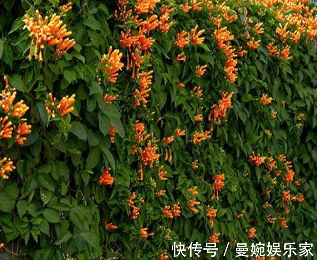 炮仗|喜欢养菊花,不如养一盆“炮仗花”,形似鞭炮,花瓣还能润肺止咳