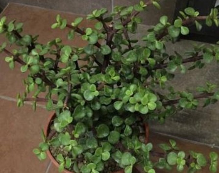 大多人都喜欢养“一种绿植”,枝干木质化速度快,盆景越养越值钱