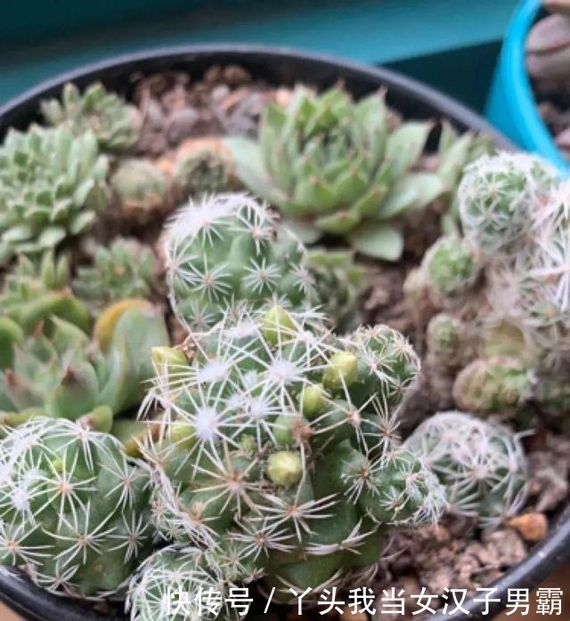 6种花净化空气效果好,放卧室特养人,睡得还香!