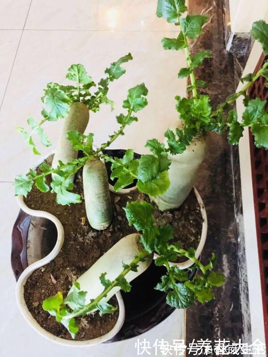 叶子|人参萝卜开花了,我种的花,都是这么奇奇怪怪