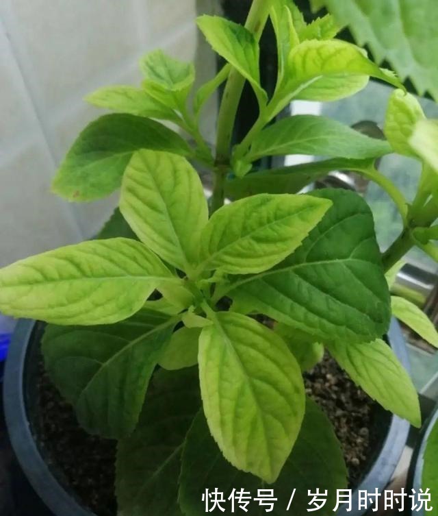 它是天然叶面肥,一擦一喷,叶子比打了蜡还亮!