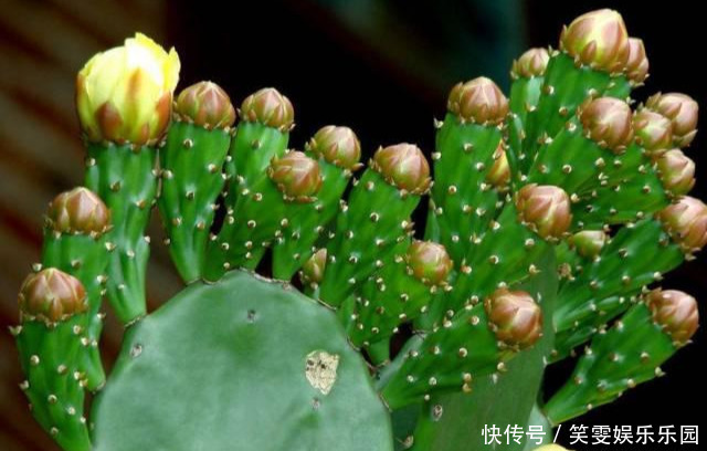 养花技巧:醋、橘子皮、小苏打用来养花,好处多!