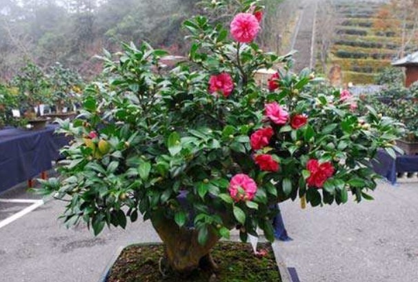 茶花养不好、养不旺,用上一些“诀窍”,花枝变更多,盆盆都爆盆