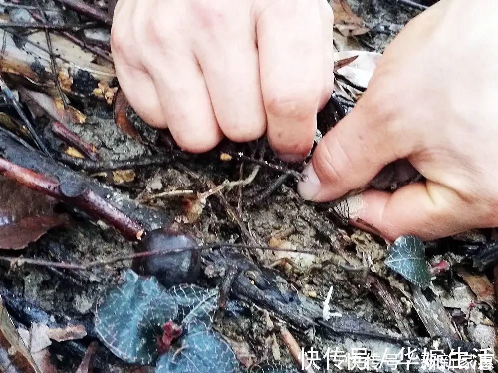 金线莲|此草一斤上千元,在民间被誉为“草中黄金”,真有那么神奇吗?