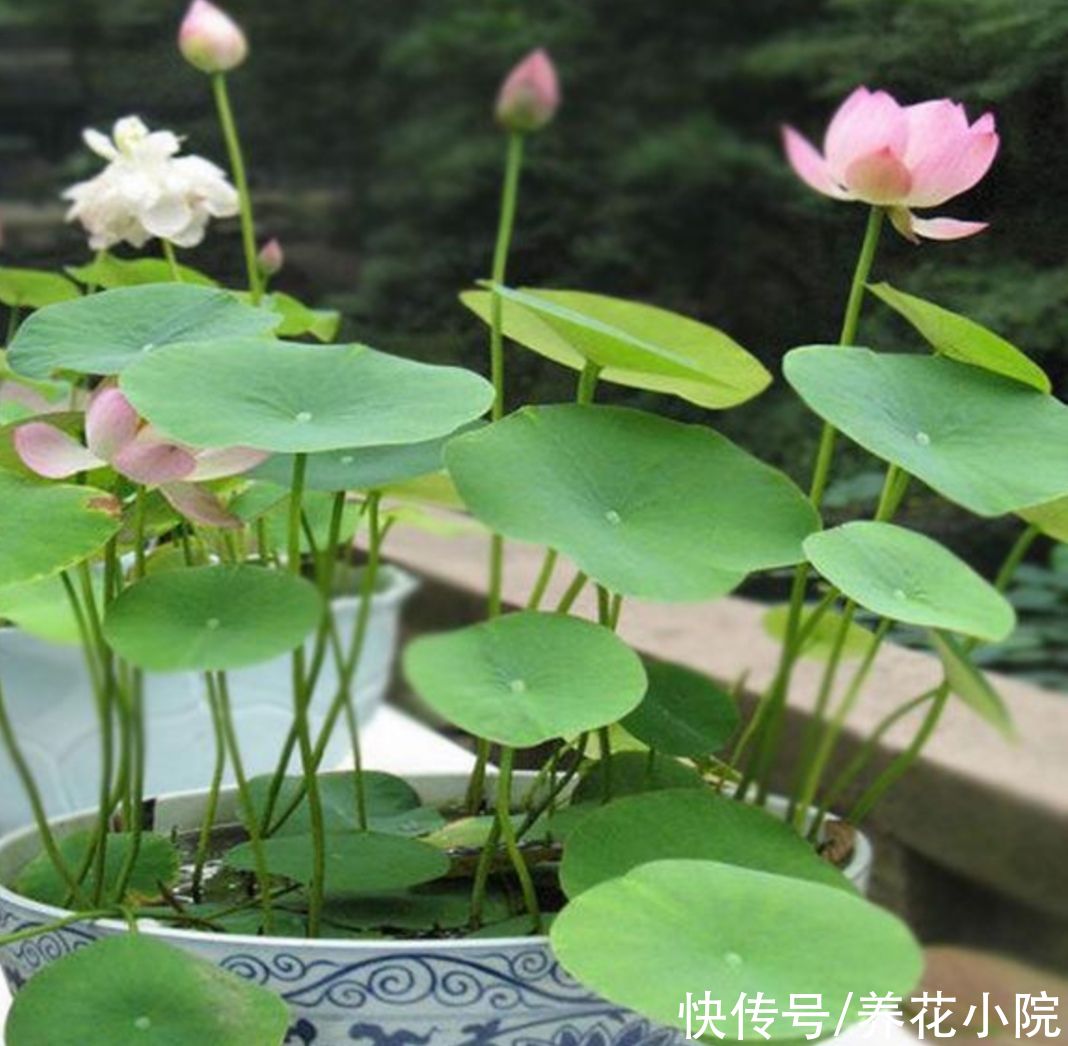 月季|适合夏天养的5种花，不怕热、不怕晒，照常开花