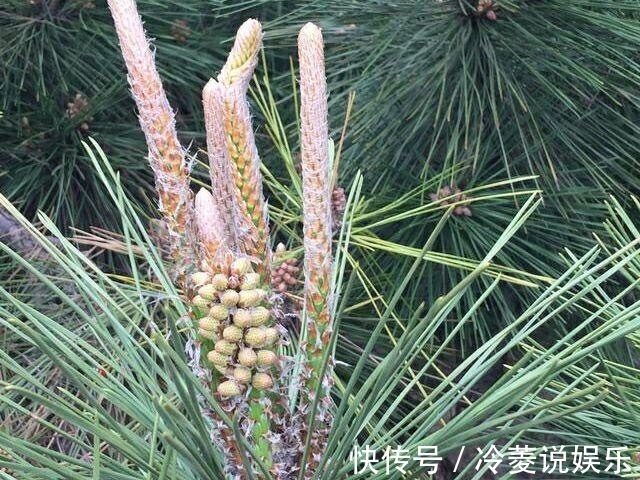 强身健体|农村路边常见的“长寿树”，是糖尿病患者的天然“保健品