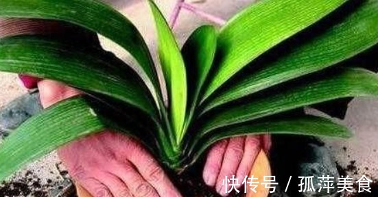 一种“天然油脂”扔盆里,君子兰翠绿易爆盆,3年盆土不板结