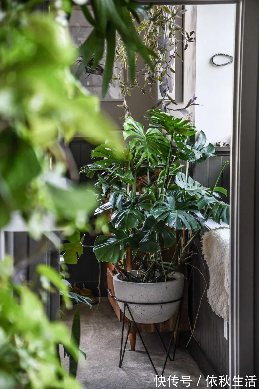 她在屋里种满500盆植物：呆在这样的房子里，生活更有了诗意！