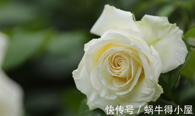 北方地区|北方种月季就是比南方好养又好看,别不服气,三个原因摆在这里