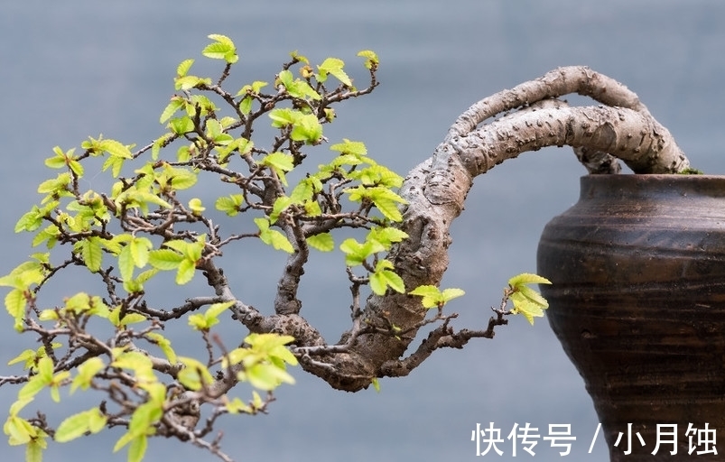 盆景肥料的识别与制作以及几种重要的催根方法