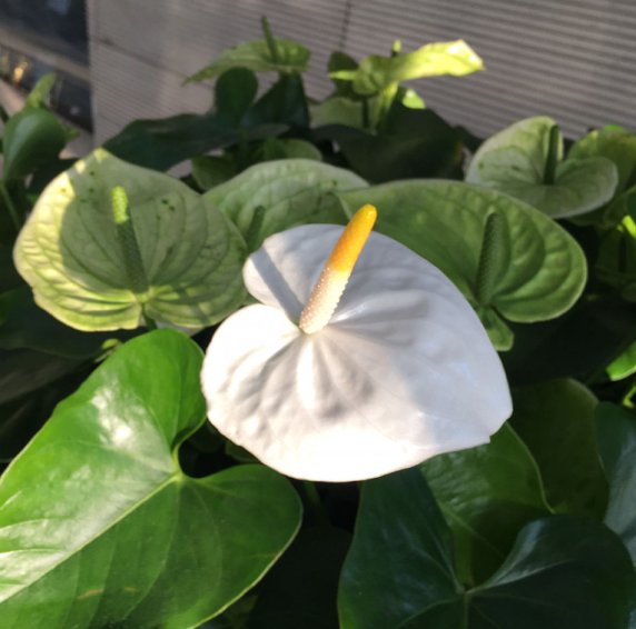 鸡蛋花|8月开得最好的9种花，养了就能开，做8月最靓的花