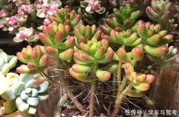 多肉长气根,这是“求救信号”,2个原因导致,最好赶紧剪掉!