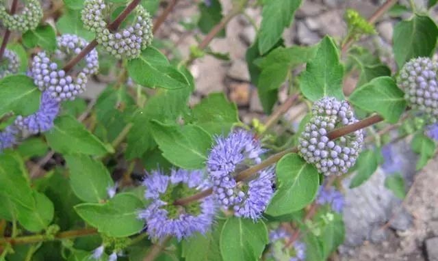 短毛|农村这野草叫“山薄荷”,对皮肤瘙痒有帮助,遇见记得采摘回家