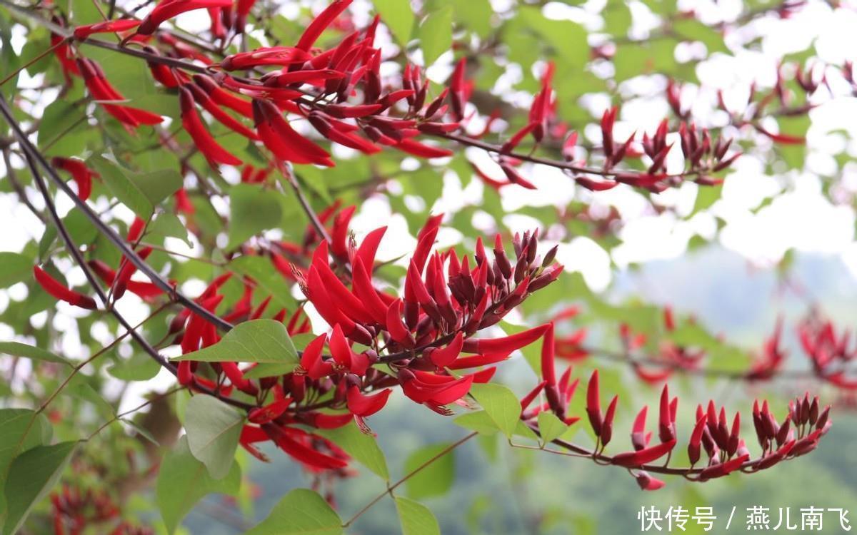 城区|沐川县城区：龙牙花开红似火